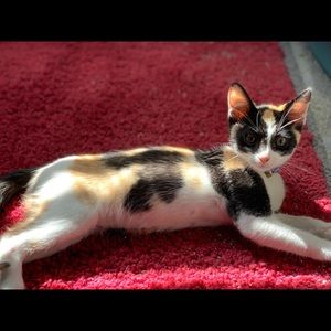 Meet your Posher, Allyson